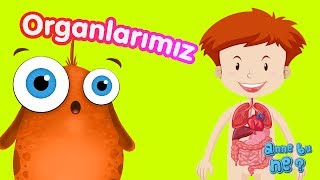 İç Organlarımız  Okul Öncesi Eğitici Animasyon  Anne Bu Ne [upl. by Beitris]