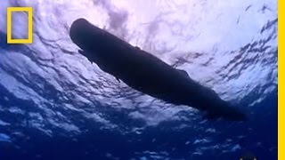 Sperm Whale Diving  National Geographic [upl. by Winstonn]