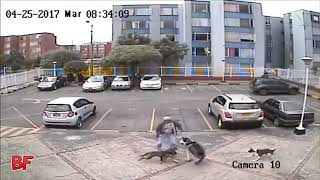 Pitbull attacks Husky [upl. by Eerej]