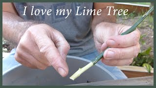 Growing Citrus From Cuttings How To Keep A Tree You Love [upl. by Aprilette591]