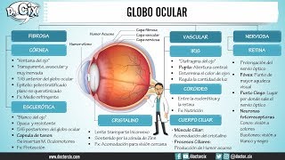 CAPAS DEL GLOBO OCULAR  Morfofisiología [upl. by Champagne439]