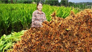 Awesome spice and herb in Turmeric  Turmeric farming and harvest  Turmeric cultivation Technology [upl. by Lleryd]