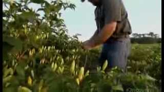 How Its Made Tabasco Hot Sauce Discovery Channel [upl. by Arlo563]