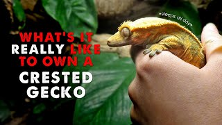 Owning A Crested Gecko  DAY IN THE LIFE [upl. by Nylle]