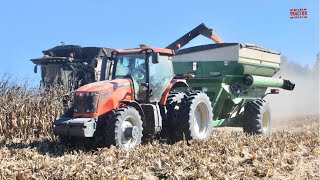 GLEANER S78 Combine Harvesting Corn [upl. by Lillian]