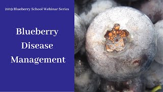 Blueberry Disease Management [upl. by Eeladnerb]