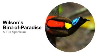 Wilsons BirdofParadise A Full Spectrum [upl. by Mizuki]