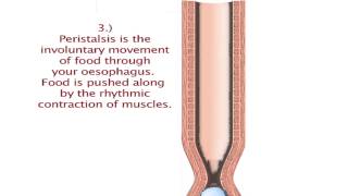 Peristalsis [upl. by Campball]