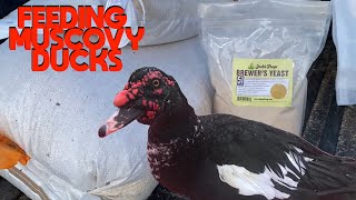 What I Feed My Muscovy Ducks [upl. by Auroora]