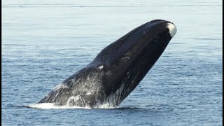 Facts The Bowhead Whale [upl. by Waverly134]