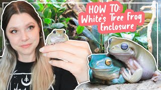 How To Set Up A Whites Tree Frog Enclosure [upl. by Faludi]