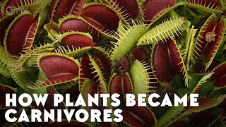 How Plants Became Carnivores [upl. by Notseh727]