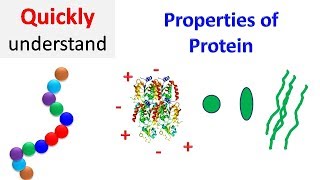 Properties of proteins  Protein Properties [upl. by Luci377]