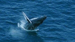 Whale Fights Males to Protect Calf  BBC Earth [upl. by Hawkie]