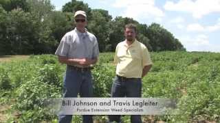 Identifying Palmer Amaranth in The Field [upl. by Emirac48]