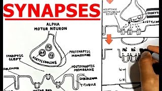 Synapses Electrical vs Chemical Neuromuscular Junction [upl. by Nodnil161]