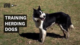 Herding Dogs Are an Invaluable Addition to Farms and Ranches [upl. by Neelrahc785]