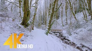 4K Virtual Winter Walk  Walking in a Snow Forest  35 HRS of Crunching Snow Sound [upl. by Wilona]