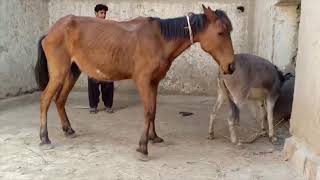 Donkey Meeting with horse  Animals Meeting  Horse mating [upl. by Xirdnek]