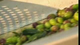 How Olive Oil Is Made [upl. by Gaynor624]