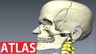 Atlas Anatomy  Cervical Vertebrae Anatomy  Neck Anatomy [upl. by Dov]