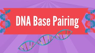 DNA Base Pairing [upl. by Mairb866]