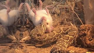 Crotalus scutulatus live feeding [upl. by Herriott458]