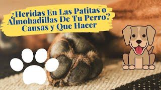 ¿Heridas En Las Patitas o Almohadillas De Tu Perro Causas y Que Hacer [upl. by Anahir]