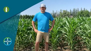 Corn Herbicides Introducing Laudis® [upl. by Sorgalim]