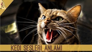 Kedilerin Sesleri Ne Anlama Geliyor  GERÇEK KEDİ SESİ  Cat Meow Sound KediSesi Kedi Kediler [upl. by Eraste742]