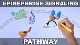 Epinephrine Signaling Pathway [upl. by Nidnerb16]