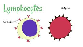 Cell Defence Lymphocytes and Phagocytes [upl. by Marten]