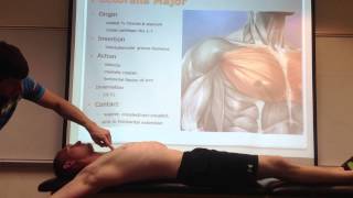 Pectoralis Major Palpation Manual Therapy and Stretch [upl. by Elok968]