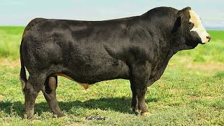 Black Simmental bulls [upl. by Lemrac]