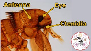 Microscopic Flea Anatomy [upl. by Nrevel]