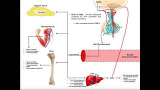 Specific Hormones  Functions of Growth Hormone hGH [upl. by Angelique]