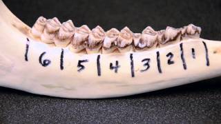 Whitetailed Deer Jawbone Aging Part 1  Tooth Replacement [upl. by Carolyne767]