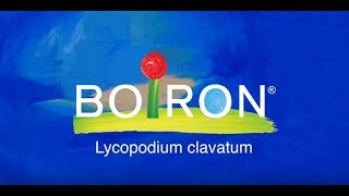 Lycopodium clavatum [upl. by Medeah]