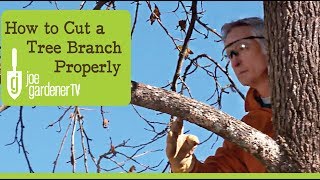 How to Cut a Tree Branch Properly [upl. by Nelg]