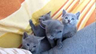 Russian Blue kittens [upl. by Drusilla]