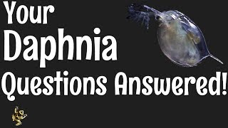 Daphnia Questions Answered [upl. by Mcmurry]