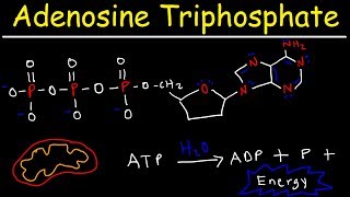 ATP  Adenosine Triphosphate  Cell Energy [upl. by Esirehs]