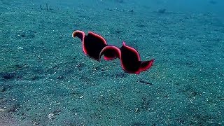 Shiny Red Flatworm Swims Through Ocean [upl. by Ojyma]