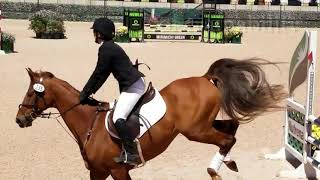 American Saddlebred the Horse for Eventing [upl. by Ashlee]