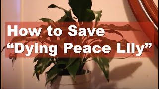 How to save dying peace lily  Peace Lily Care [upl. by Dalia75]