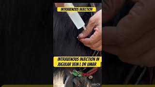 Intravenous injection l dr Umar khan [upl. by Suelo]