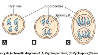 بالعربي Cryptosporidium Parvum [upl. by Lozano25]