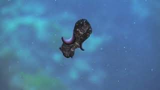 Flatworms platyhelminthes The First Hunter TheShapeOfLife [upl. by Clemmy]