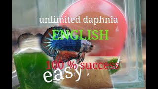 daphnia moina culture Easy way Unlimited production English  with sub Green water Chlorella [upl. by Yasmeen]