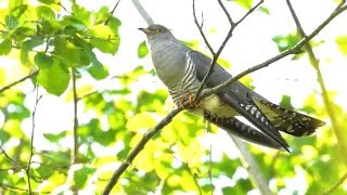 Common cuckoo Cuculus canorus [upl. by Juliane]